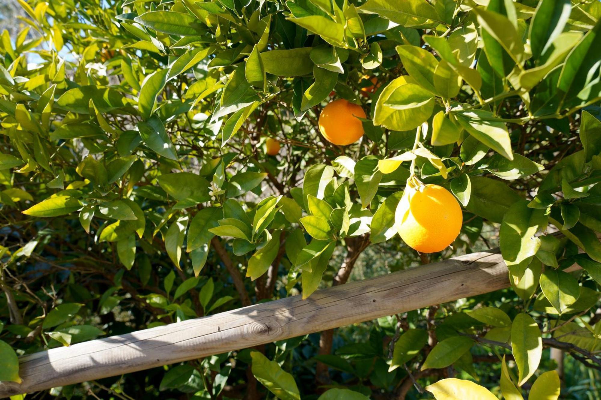 Cortijo Lagar de Luisa Pension Borge Buitenkant foto